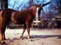 tarnog0037a