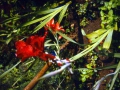 tarnog0057a