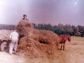 Scan-151215-0043